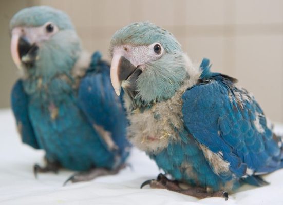 Spixs Macaw parrot