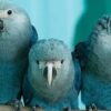 Spixs Macaw