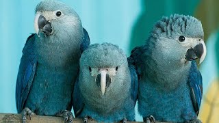 Spixs Macaw