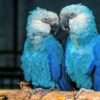 Spixs Macaw