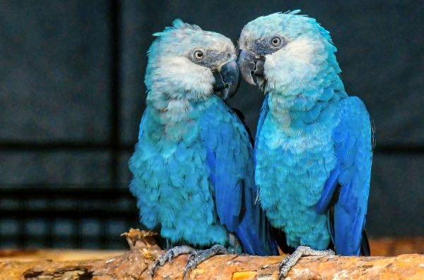 Spixs Macaw