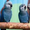 Spixs Macaw