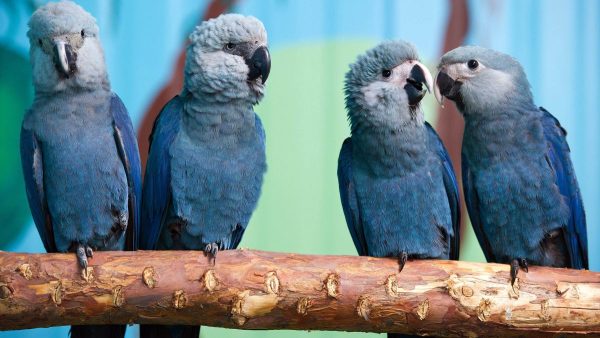 Spixs Macaw
