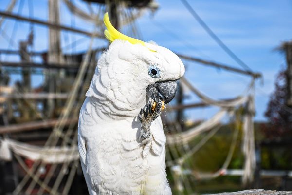 Sulphur Crested Cockatoo