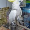 Sulphur-Crested Cockatoo for Sale