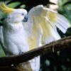 Sulphur-Crested Cockatoo for Sale