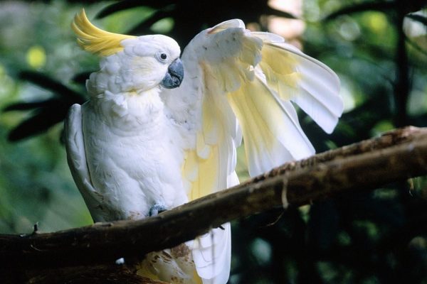 Sulphur-Crested Cockatoo for Sale