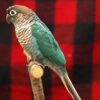 Green Cheek Conure