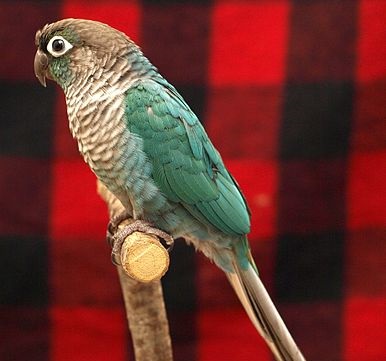 Green Cheek Conure