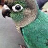 Green Cheek Conure parrot