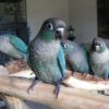Hand-Reared Turquoise Green Cheek Conure