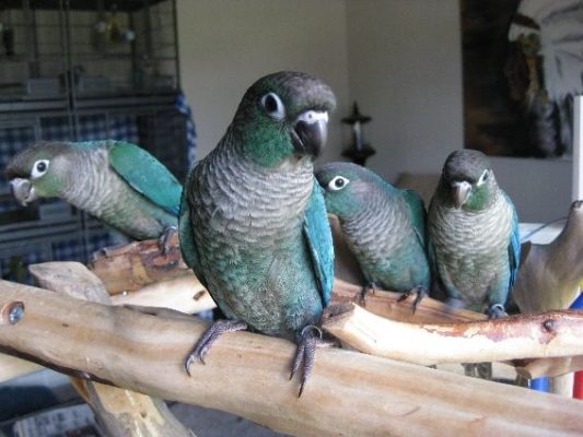 Hand-Reared Turquoise Green Cheek Conure