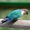 Turquoise Green Cheek Conure parrot