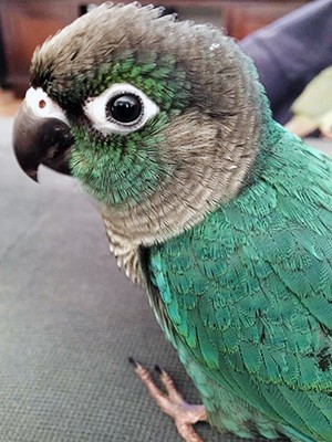 Green Cheek Conure parrot