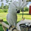 Umbrella Cockatoo