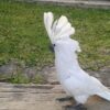 Buy Umbrella Cockatoo for Sale