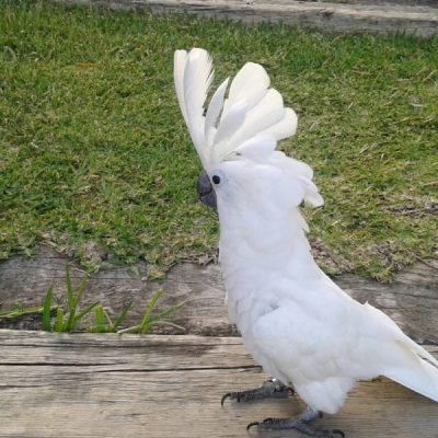 Buy Umbrella Cockatoo for Sale