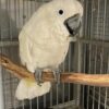 Buy Umbrella Cockatoo for Sale