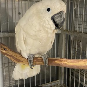 Buy Umbrella Cockatoo for Sale