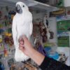 Buy Umbrella Cockatoo for Sale