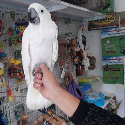 Buy Umbrella Cockatoo for Sale