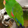 Vosmaers Eclectus parrot