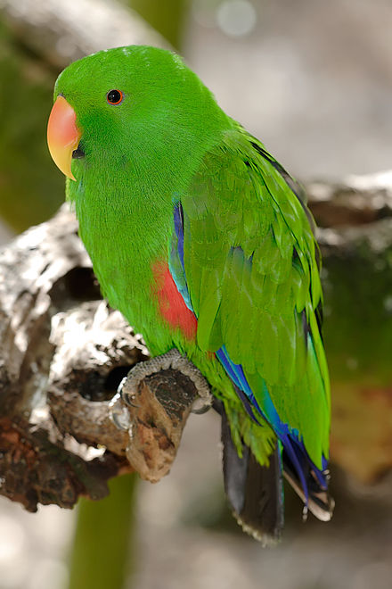 Vosmaers Eclectus parrot