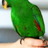 Buy Stunning Vosmaer's Eclectus for Sale