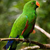 Buy Stunning Vosmaer's Eclectus for Sale