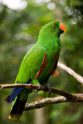 Buy Stunning Vosmaer's Eclectus for Sale