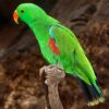 Vosmaers Eclectus parrot
