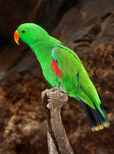 Vosmaers Eclectus parrot