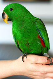 Buy Stunning Vosmaer's Eclectus for Sale