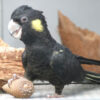 Yellow Tailed Black Cockatoo