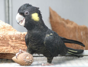 Yellow Tailed Black Cockatoo