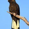 Yellow Tailed Black Cockatoo