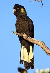 Yellow Tailed Black Cockatoo
