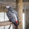 African Grey Congo For Sale Online