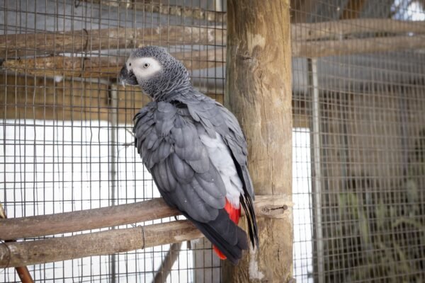 African Grey Congo For Sale Online