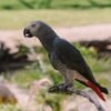 African Grey Congo For Sale Online