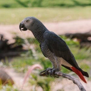 african grey African Grey Congo For Sale Online