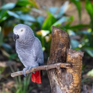 Timney African Grey Parrot