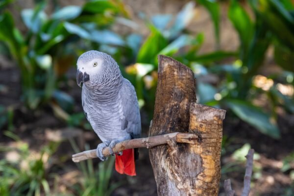 Timney African Grey Parrot