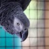 African Grey Congo For Sale Online