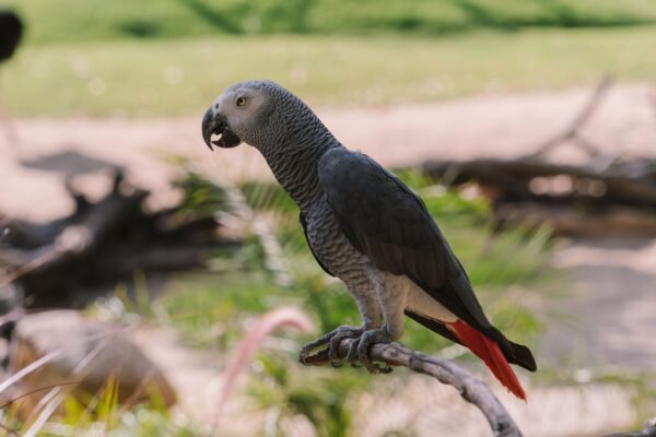 African Grey Congo For Sale Online
