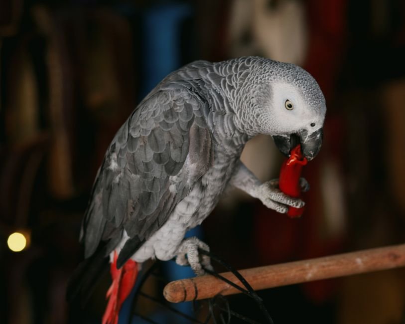 How to take care of an African grey parrot — Socialization and Training Tips
