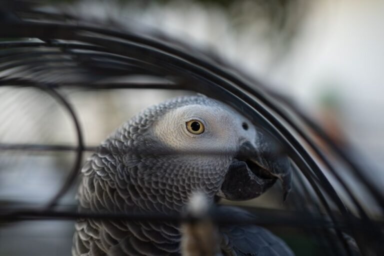 How to take care of an African grey parrot — visual overview