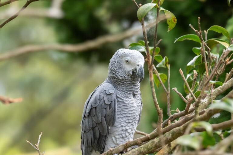 Buy african grey parrot — visual overview