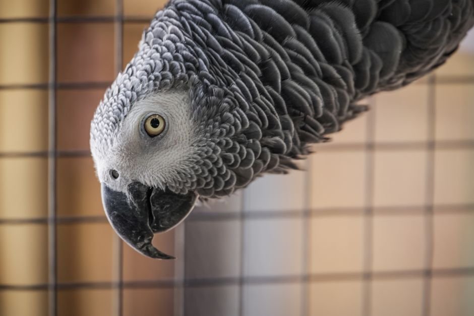 How to teach a parrot to talk — Understanding Parrot Intelligence and Speech Capability