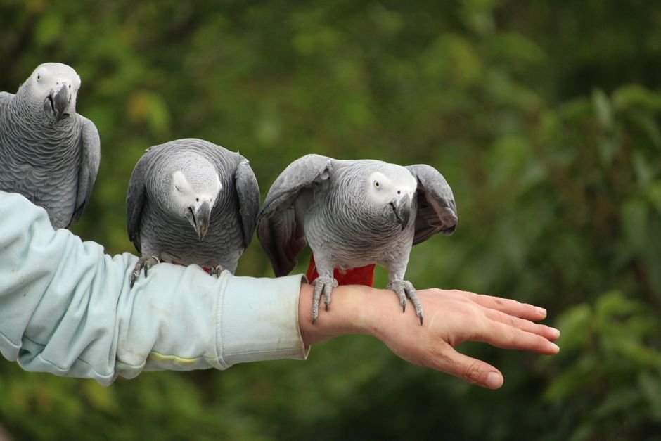 Where to buy a parrot that talks — Top 5 Pet Stores to Buy a Talking Parrot